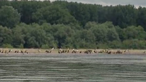 Зелена светлина: За застрашените птичи колонии по Дунав