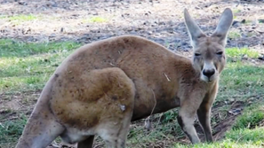 Кенгуру-беглец в Пловдивско