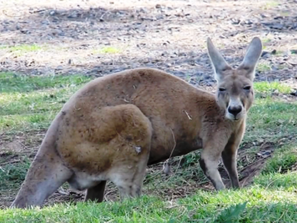 кенгуру беглец пловдивско