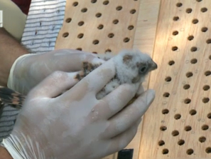 Заселват отново белошипи ветрушки у нас