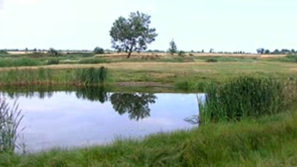 Зелена светлина на фокус: За Биволаре и чаплите край река Вит