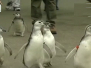 Пет нови пингвина в Сан Франциско