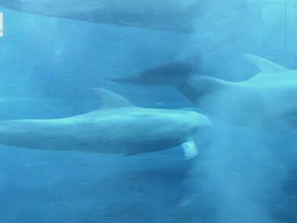 Близо до делфините