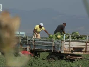 Селяни от Ямболско се оплакват от кражби на продукция на полето