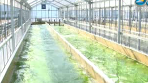 Зелена светлина: Водорослите като източник на гориво за колите