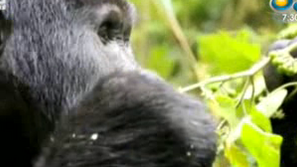 Зелена светлина: Планинските горили са застрашени