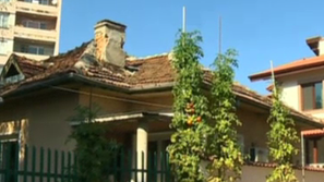 Домат израсна до 4 метра и дава реколта до първия сняг