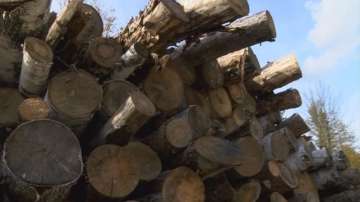 Масово изсичане на дървета провокира недоволство сред хората