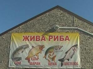 продължават проверките рибните магазини