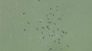 40 кита заседнаха в парка Евърглейдс