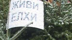 Елхички в саксии - хит на пазара във Велико Търново