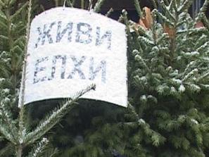 елхички саксии хит пазара велико търново