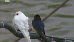 В Силистра се появи бяла лястовица