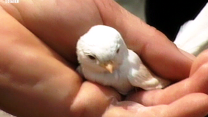 Бялa лястовичка се появи и в Шумен