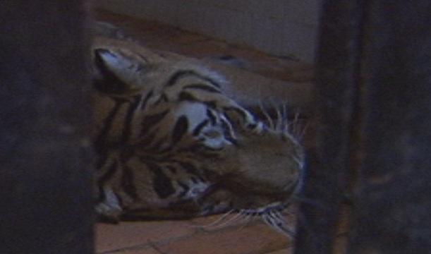 Разходката на тигъра на воля