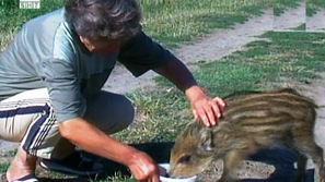 Диво прасенце стана домашен любимец