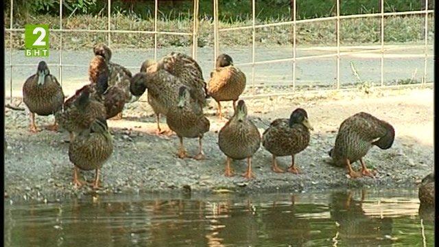 60 нови патици в езерото на парк „Бачиново“