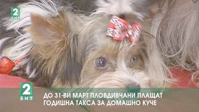 До 31-ви март пловдивчани плащат годишна такса за домашно куче