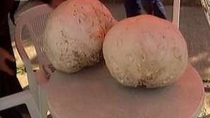 Огромни пърхутки в с. Дрен