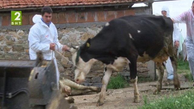 Затварят пазарите за животни в Пловдивско