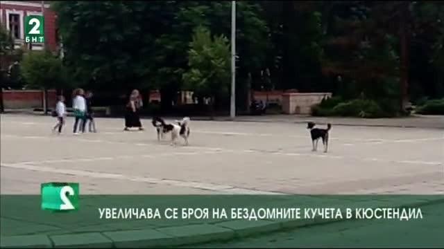 Увеличава се броят на бездомните кучета  в Кюстендил