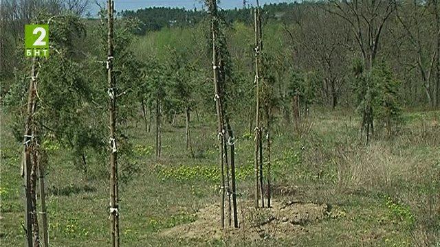 Засаждат дръвчета в училища и детски градини в Пловдив