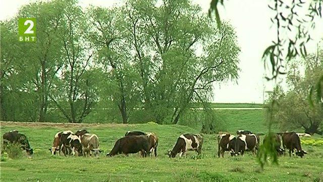 Пръскат срещу нодуларен дерматит в Хасковско