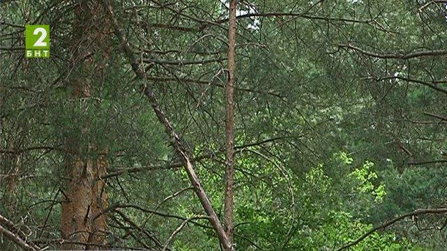 Увеличават се горските площи в Пловдивско