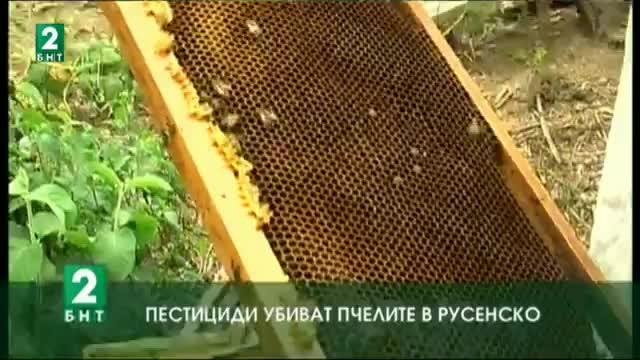 Пестициди убиват пчелите в Русенско