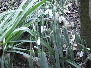 село плазище цъфтят джанки кокичета