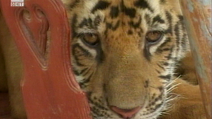 Идва годината на Тигъра