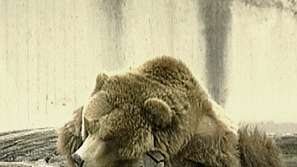 Какво похапват животните в столичния зоопарк