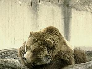 похапват животните столичния зоопарк