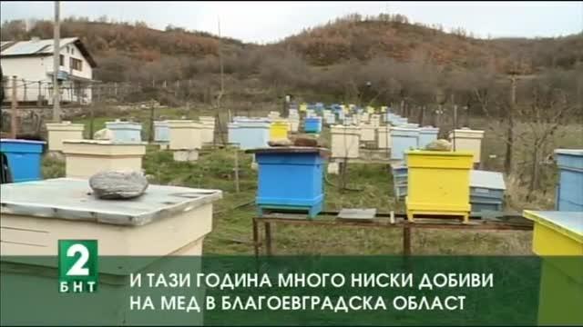 И тази година много ниски добиви на мед в Благоевградска област