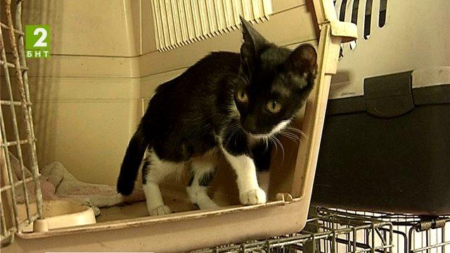 В Русе расте броят на бездомните котки