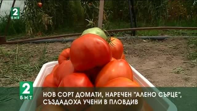Нов сорт домати, наречен Алено сърце, създадоха учени в Пловдив