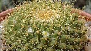 Село Пушево привлича туристи с гора от кактуси