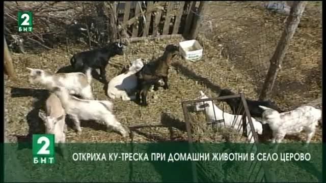 Откриха ку-треска при домашни животни в благоевградското село Церово