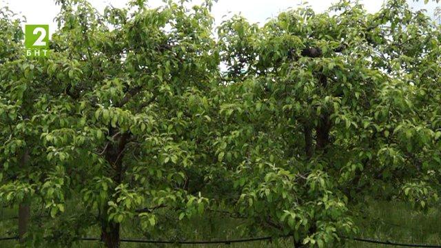 Жандармерия ще пази черешовите масиви в Кюстендил