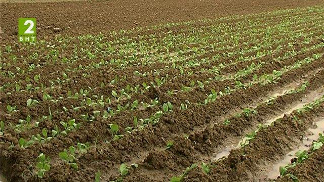 В Гоцеделчевско се отказват от тютюна