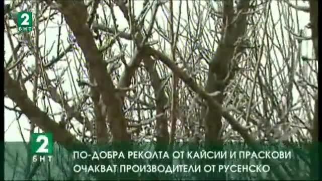 По-добра реколта от кайсии и праскови очакват производителите от Русенско