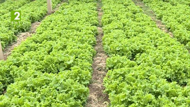 Първите български зеленчуци вече са на пазара