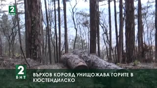Върхов корояд унищожава горите в Кюстендилско
