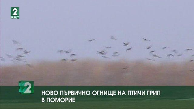 Ново първично огнище на птичи грип в Поморие