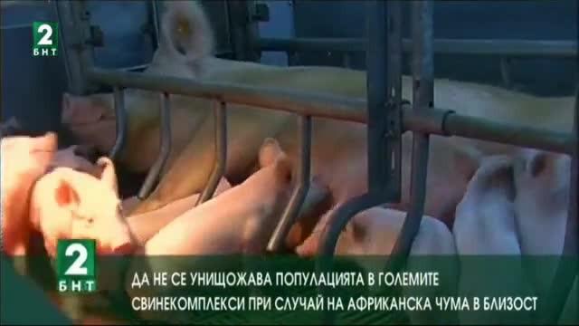 Да не се унищожават животните в свинекомплексите при случай на африканска чума