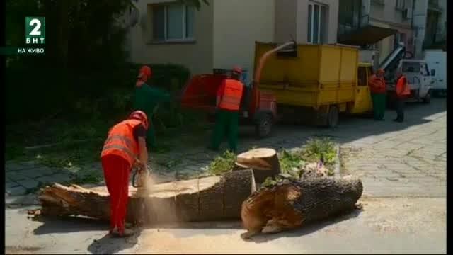 Продължава разчистването на падналите от бурите дървета в Пловдив