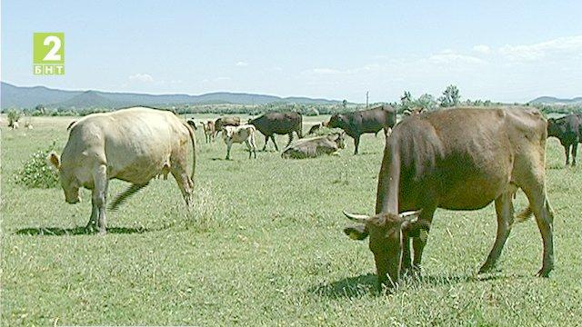 Интерес към животновъдни ферми в Пловдив