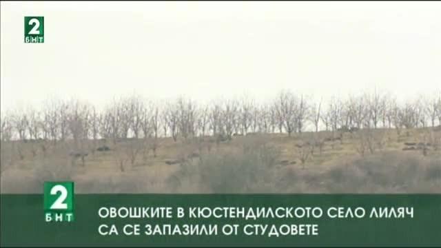 Овошките в кюстендилското село Лиляч са се запазили от студовете