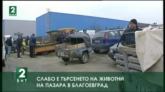Слабо е търсенето на животни на пазара в Благоевград