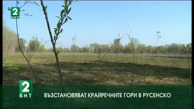 Възстановяват крайречните гори в Русенско
